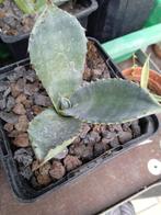 agave ferox, Tuin en Terras, Planten | Tuinplanten, Ophalen