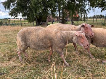 Rouge de l’ouest dekrammen beschikbaar voor biedingen
