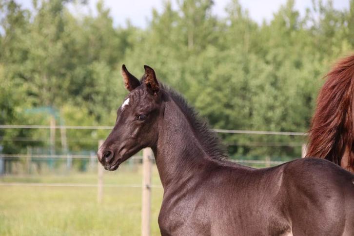 Prachtig hengstenveulen van One Million., Dieren en Toebehoren, Paarden, Hengst, Dressuurpaard