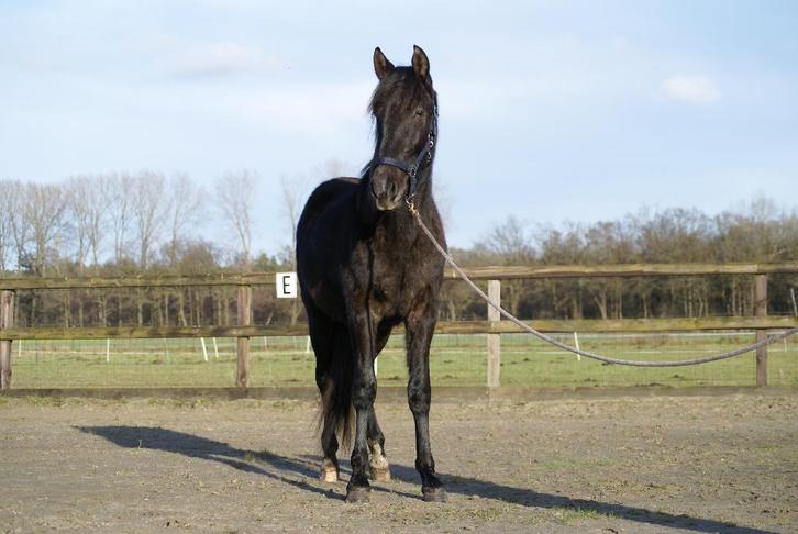 PRE schimmelhengst  – 14/05/2024 – goed karakter, Dieren en Toebehoren, Paarden, Hengst, Onbeleerd, Minder dan 160 cm, 0 tot 2 jaar