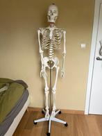 anatomisch skelet, Diversen, Ophalen of Verzenden, Gebruikt