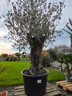 Olijfboom Olea Europaea Bonsai, Tuin en Terras, Ophalen, Olijfboom