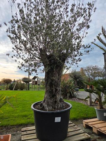 Olijfboom Olea Europaea Bonsai  beschikbaar voor biedingen