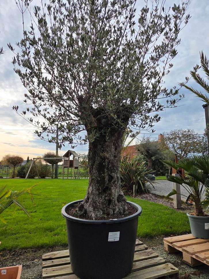 Olijfboom Olea Europaea Bonsai, Tuin en Terras, Planten | Bomen, Olijfboom, Ophalen