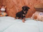 Dwergpinscher puppy, Dieren en Toebehoren, Honden | Bulldogs, Pinschers en Molossers, België, CDV (hondenziekte), 8 tot 15 weken