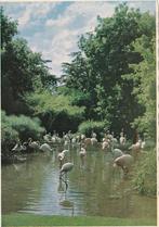 FLAMINGO'S  in  ZUID-AFRIKA, Collections, Cartes postales | Animaux, Envoi, Non affranchie, Oiseaux