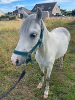 3 jarige B pony Ruin, Dieren en Toebehoren, Ruin, B