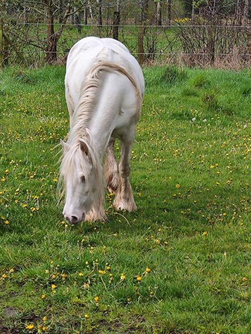 Prachtige cremello mini tinker merrie, Dieren en Toebehoren, Pony's, Merrie, Zadelmak, C pony (1.27m tot 1.37m), Recreatiepony