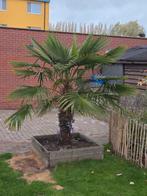 Palm, Tuin en Terras, Ophalen