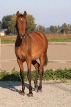 Rustige en stabiele PRE merrie - 1,5 jaar - mooie afstamming, Dieren en Toebehoren, Paarden, Merrie, Niet van toepassing, Gechipt