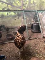 Poules Padoue, Dieren en Toebehoren, Overige Dieren, Geslacht onbekend