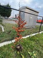 Fagus sylvatica (groene beuk), Tuin en Terras, Bloeit niet, Overige soorten, 100 tot 250 cm, Ophalen