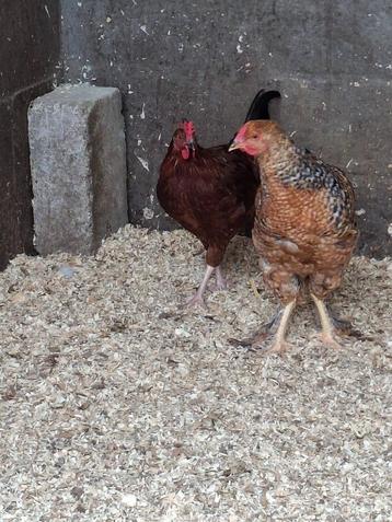 2 coqs  beschikbaar voor biedingen