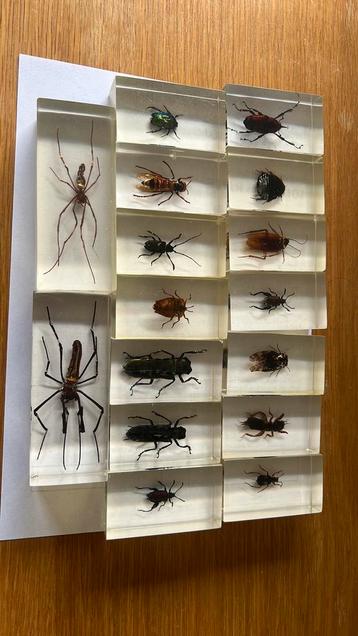 Insectes en résine, Animaux & Accessoires