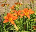 Daglelie, Tuin en Terras, Vaste plant, Halfschaduw, Zomer, Ophalen
