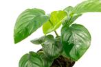 Anubias barteri XXL, Dieren en Toebehoren, Ophalen, Zo goed als nieuw, Plant(en), Steen of Hout