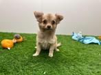 Chihuahua pups, Dieren en Toebehoren, België, 8 tot 15 weken, CDV (hondenziekte), Meerdere