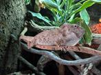 Anolis barbatus reproducteur