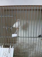 kanarie witte man v 2025 geringd, Dieren en Toebehoren, Vogels | Overige Vogels, Mannelijk, Geringd