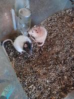 2 tamme ratten, Dieren en Toebehoren, Mannelijk, Rat, Tam