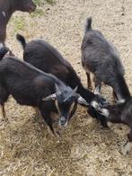 Jonge bokjes, Dieren en Toebehoren, Schapen, Geiten en Varkens