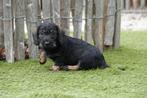 Ruwharige dwergteckel pups met stamboom, Dieren en Toebehoren, België, CDV (hondenziekte), 8 tot 15 weken, Dwerg