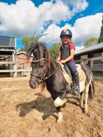 Lieve aanhankelijke knappe bonte Bob..!, Dieren en Toebehoren, Pony's, Ruin, Zadelmak, Gechipt, 3 tot 6 jaar