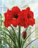 Amaryllis bloembol, Tuin en Terras, Planten | Tuinplanten, Ophalen of Verzenden