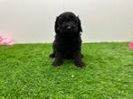 Nestjes Dwergpoedel pups, Poedel, België, CDV (hondenziekte), 8 tot 15 weken
