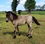 Aanhankelijk merrieveulen, Dieren en Toebehoren, Paarden, Merrie, Gechipt, 0 tot 2 jaar