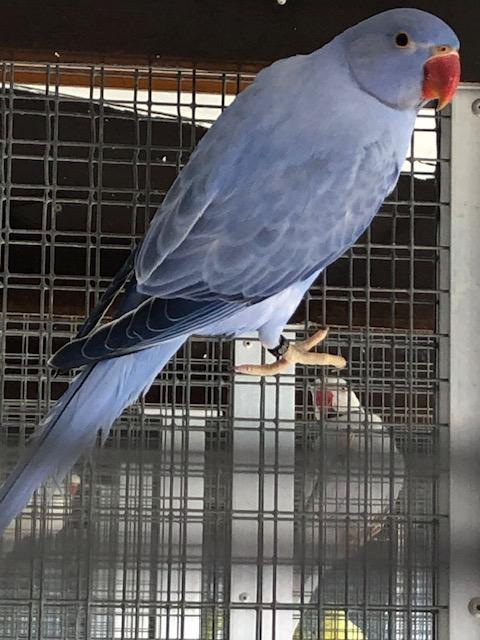 Halsbandparkieten, Dieren en Toebehoren, Vogels | Parkieten en Papegaaien, Tam