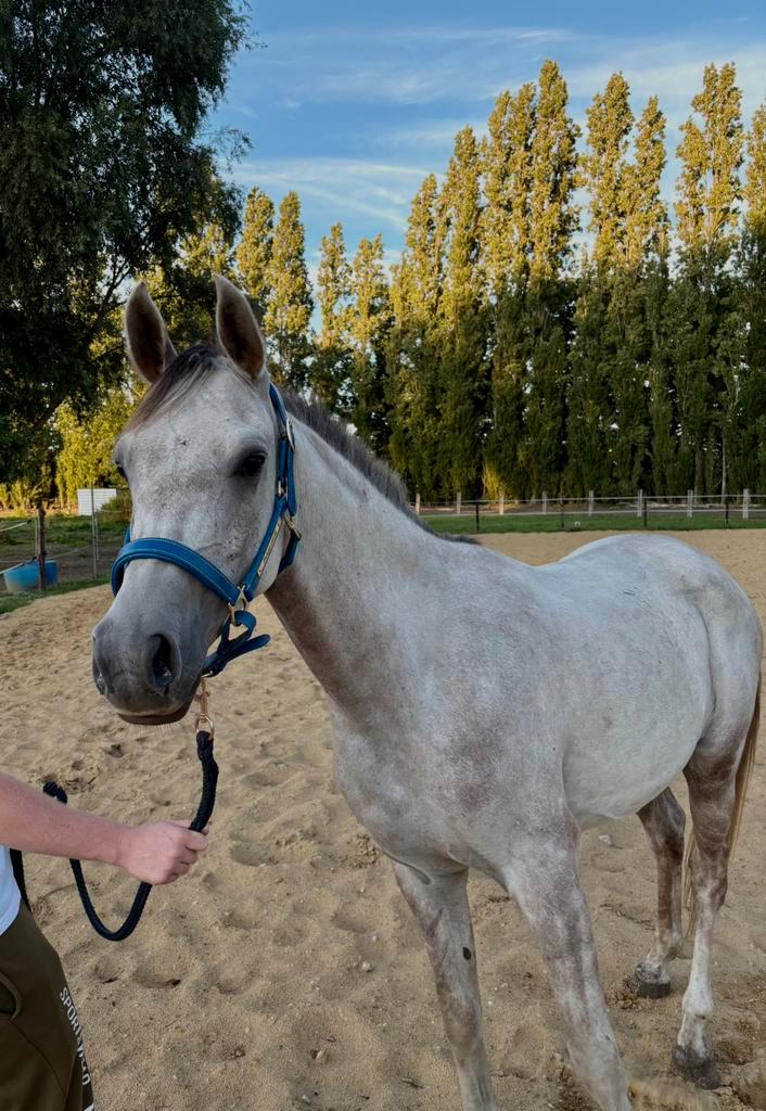 Jonge arabier, Dieren en Toebehoren, Paarden, Ruin, Zadelmak, Minder dan 160 cm, 3 tot 6 jaar, Recreatiepaard, Met stamboom