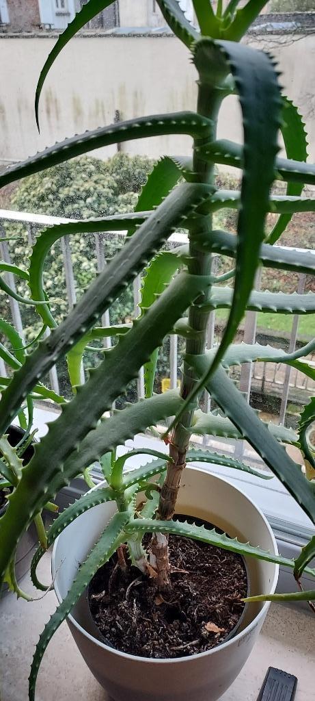 Aloë vera - een helende kamerplant, Huis en Inrichting, Kamerplanten, Vetplant, Minder dan 100 cm, Groene kamerplant, In pot, Ophalen