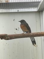 Shamalijster pop 2024, Dieren en Toebehoren, Vogels | Overige Vogels, Vrouwelijk, Tropenvogel, Geringd