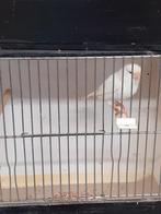 Witte kanarieman, Dieren en Toebehoren, Mannelijk, Kleurkanarie