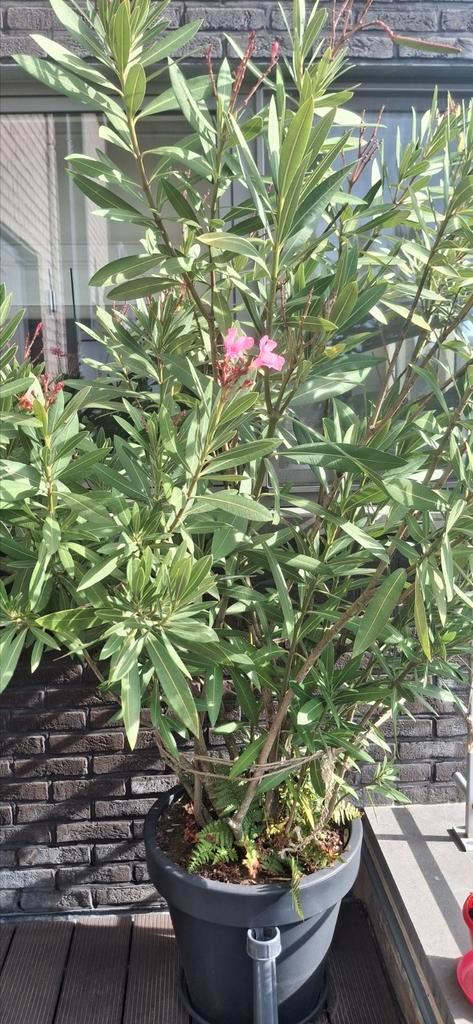 Zaden te koop van Oleander met lichtroze bloem, Tuin en Terras, Planten | Tuinplanten, Ophalen