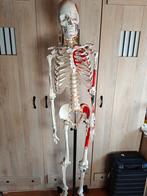 Anatomisch skelet met spierinserties, Ophalen