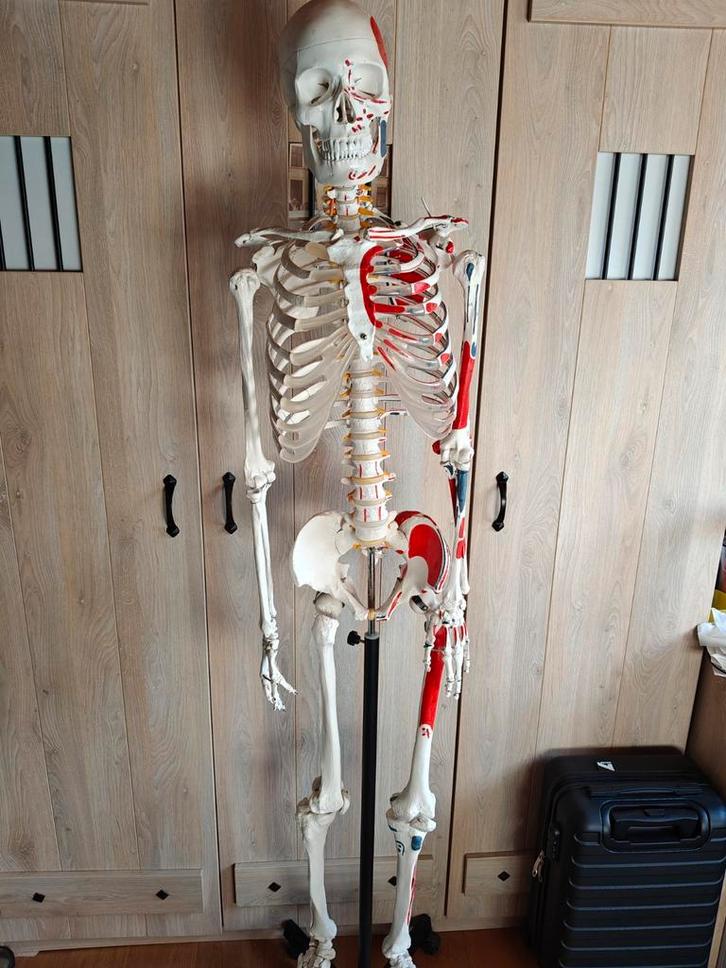 Anatomisch skelet met spierinserties, Divers, Fournitures scolaires, Enlèvement