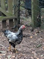Wyandotte kriel, Dieren en Toebehoren, Pluimvee