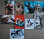9 postkaarten/ wenskaarten: honden en katten, Collections, Cartes postales | Animaux, Enlèvement ou Envoi, Affranchie, Chien ou Chat