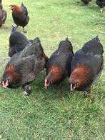 Jonge marans hennen te bestellen, Dieren en Toebehoren, Pluimvee, Vrouwelijk, Kip
