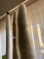 Cactus, Enlèvement, Cactus