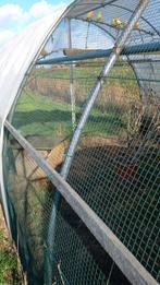 Kanarie vogels, Dieren en Toebehoren, Meerdere dieren, Zangkanarie