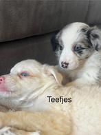 Border collie puppy’s, Dieren en Toebehoren, Honden | Herdershonden en Veedrijvers, België, CDV (hondenziekte), 8 tot 15 weken