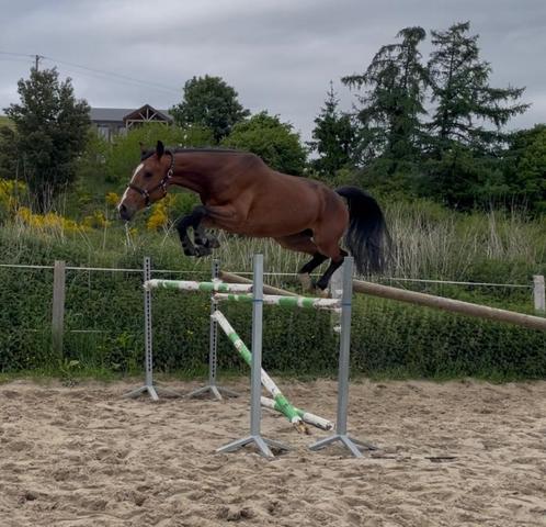 Jument CSO 4 ans/ 4 jarige springmerrie, Dieren en Toebehoren, Paarden, Merrie, 165 tot 170 cm, 3 tot 6 jaar, Springpaard