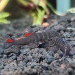 Bloody Mary Hillstream Loaches – Zeldzame blikvangers!, Dieren en Toebehoren, Vis, Zoetwatervis, Schoolvis