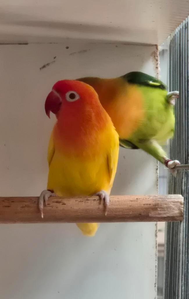 Ficheri lutino man 2024 + DNA papieren., Dieren en Toebehoren, Vogels | Parkieten en Papegaaien, Dwergpapegaai of Agapornis, Mannelijk