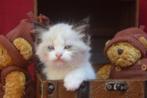Raszuivere  ragdoll kattinnetjes, Poes, Gechipt