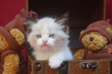 Raszuivere  ragdoll kattinnetjes beschikbaar voor biedingen