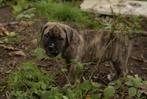 Chiot Cane Corso, Animaux & Accessoires, Chienne, Belgique, 8 à 15 semaines, Bouledogue